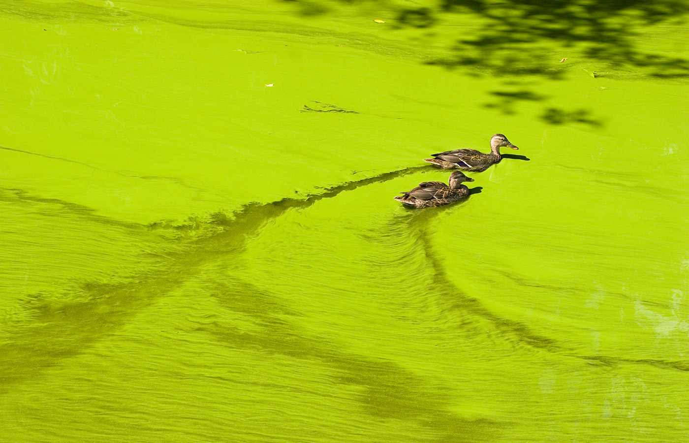 Ducks swim through algal bloom