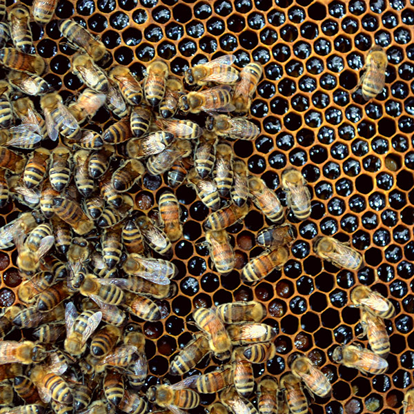 Mountain Prairie Honey Bees