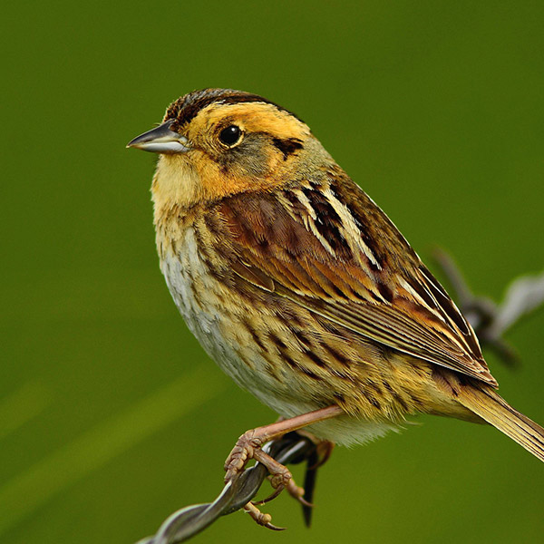 Mountain Prairie Nelsons Sparrow