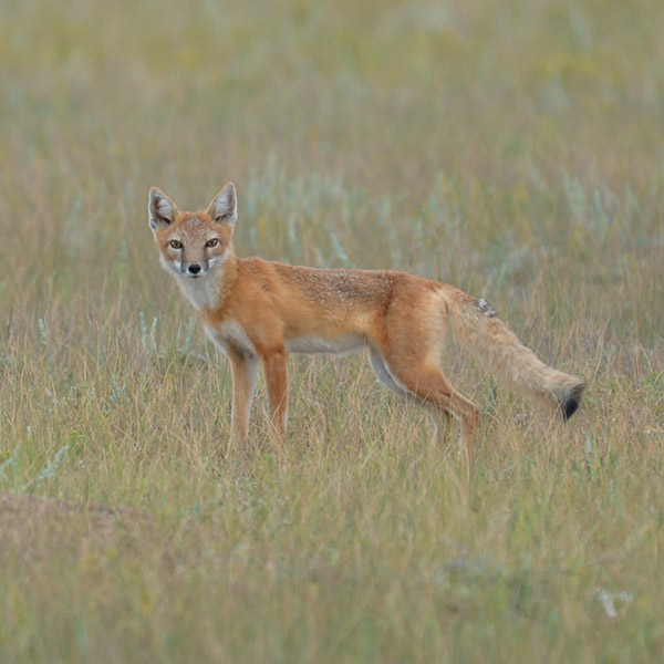 Mountain Prairie Swift Fox